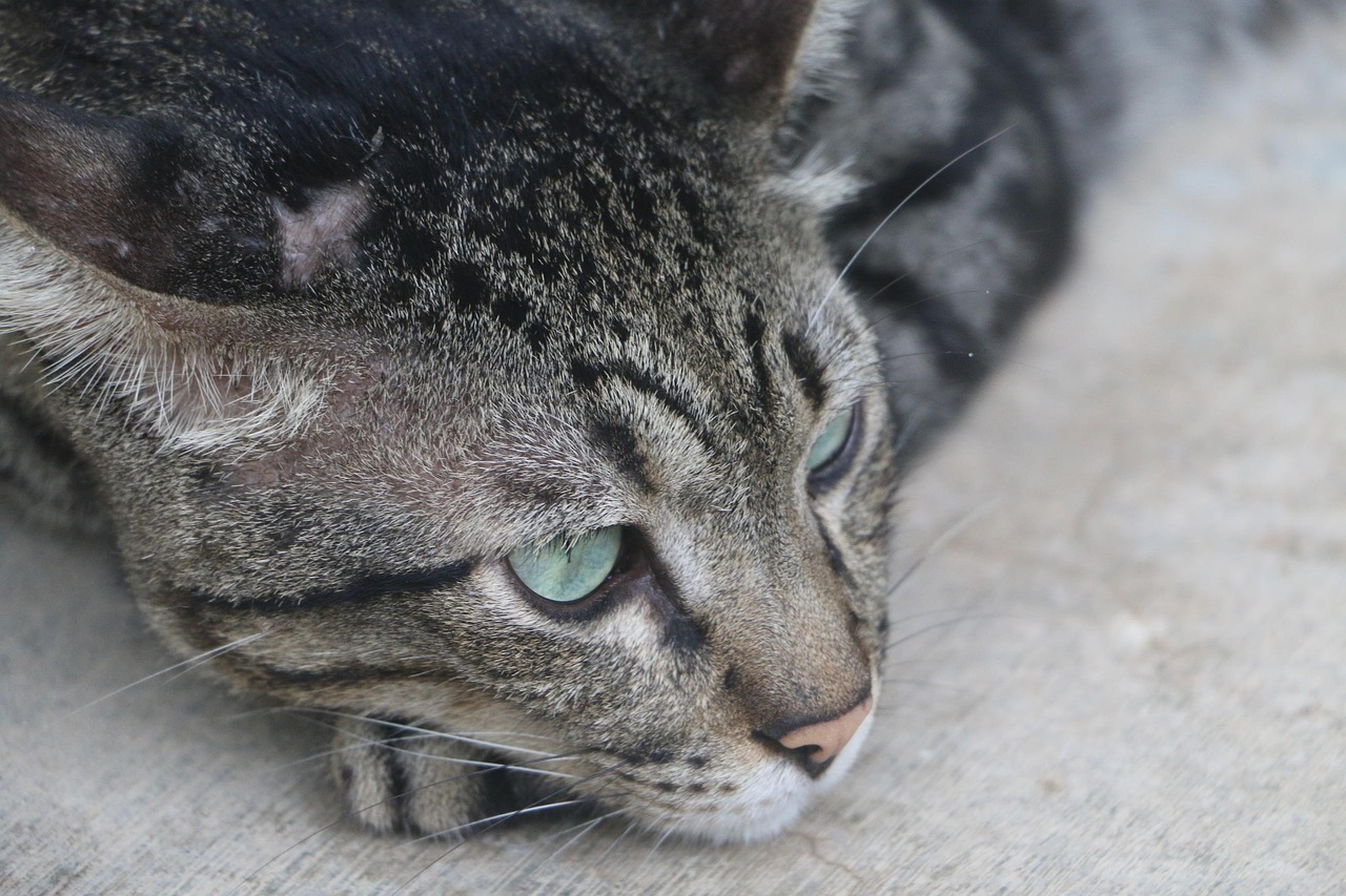 五月最新猫资讯，猫咪世界的精彩瞬间